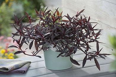 网易首款仙侠纯单机游戏《剑心雕龙》公布 工长君担任制作人