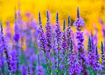 《冲就完事模拟器》Xbox多人联机崩溃问题现已修复